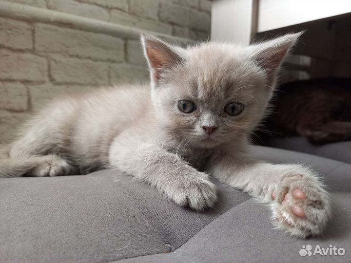 Британская кошка