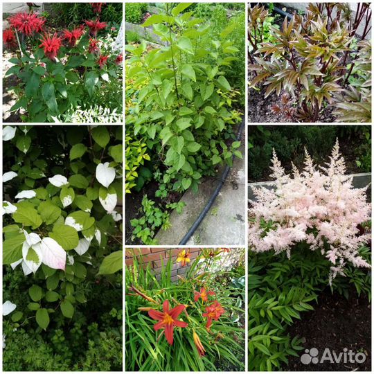 Многолетние неприхотливые садовые растения