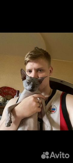 Донской сфинкс вязка