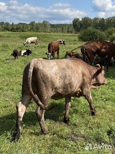 Продам сено в рулонах