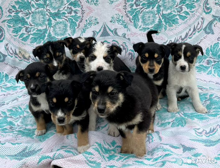 Метисы джек рассел