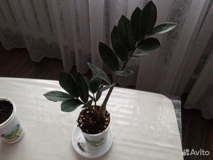 Замиокулькас черный равен