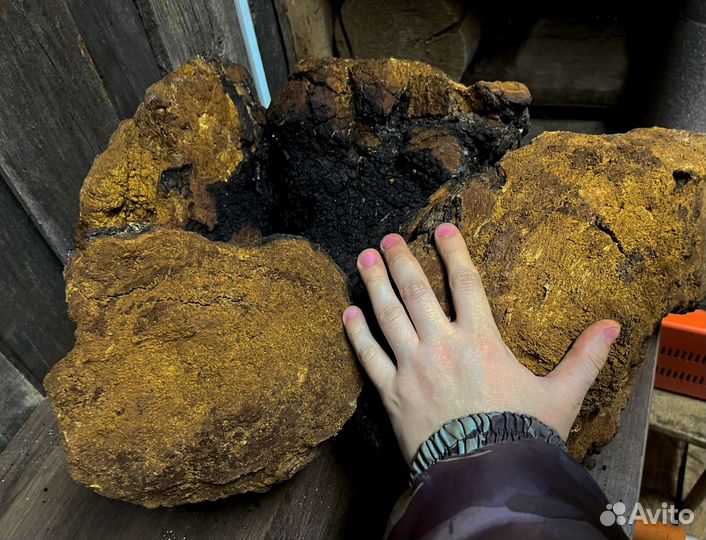 Чага кусковая и молотая