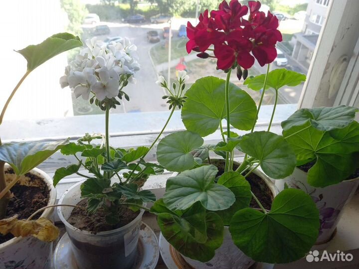 Пеларгония герань