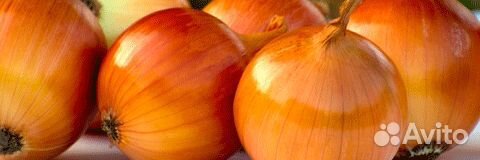 Семена Лука 