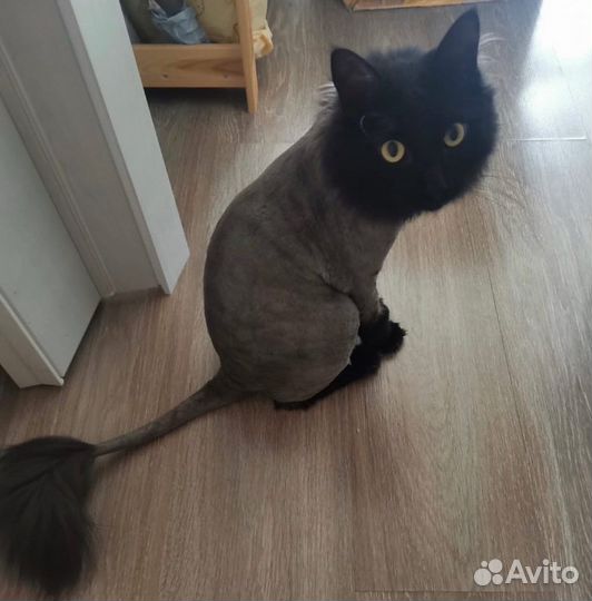 Грумер стрижка собак с выездом на дом