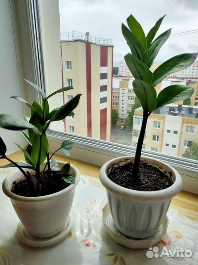 Замиокулькас два