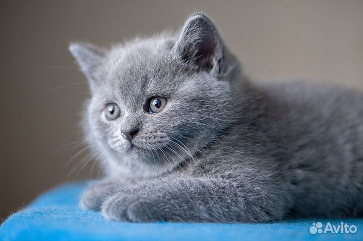 Маркиз британский, чистопородный котенок