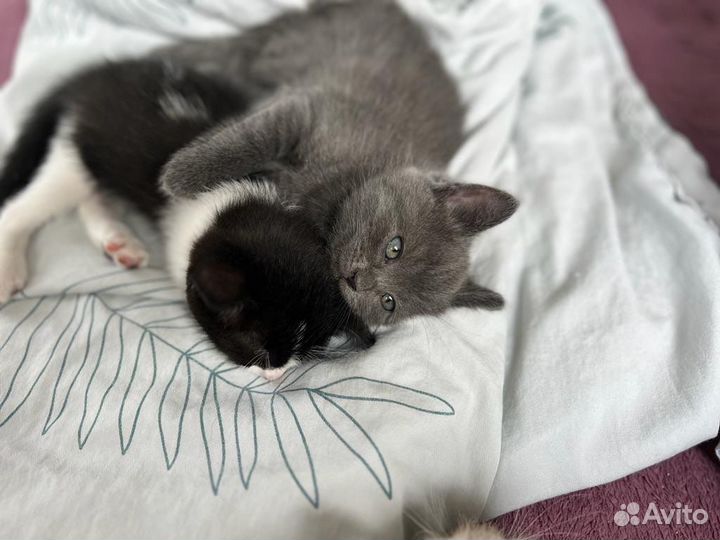 Котята