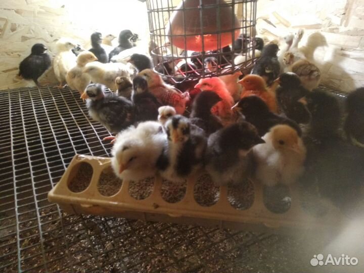 Цыплята бройлеры суточные подрощеные