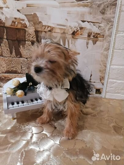 Йоркширский терьер девочка