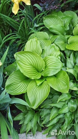 Саженцы хосты