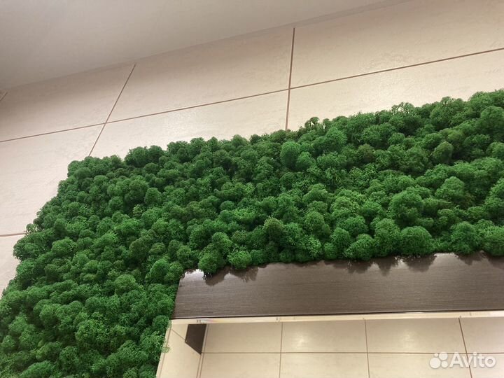 Стабилизированный мох