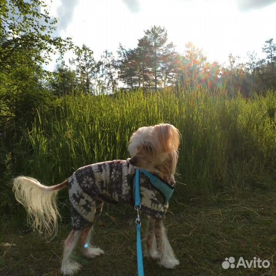 Вязка мальчик