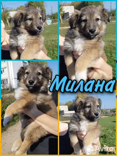 Собака в добрые руки