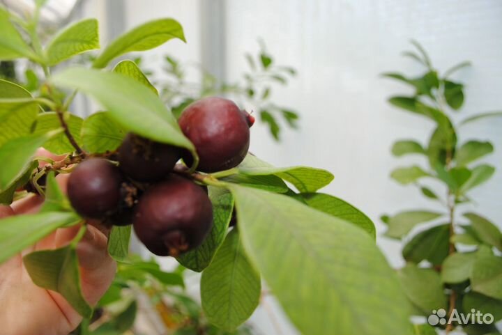 Мурайя гуаява витекс расторопша азимина гинкго