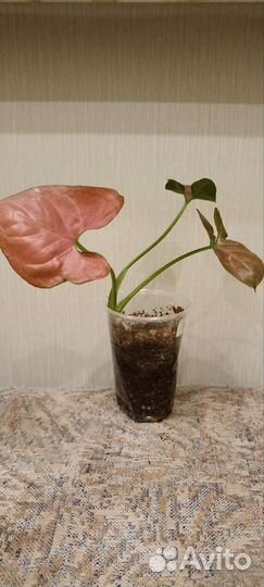 Сингониумы