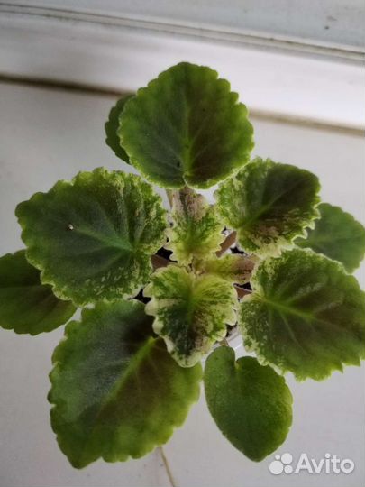 Фиалка Mac's scorching sun