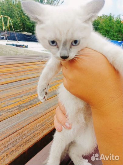 Котёнок сеамский