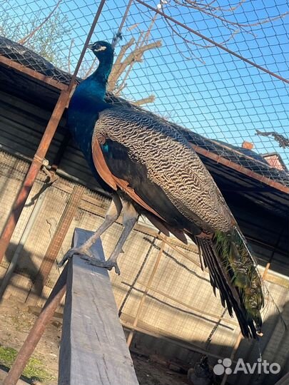 Индийский павлин