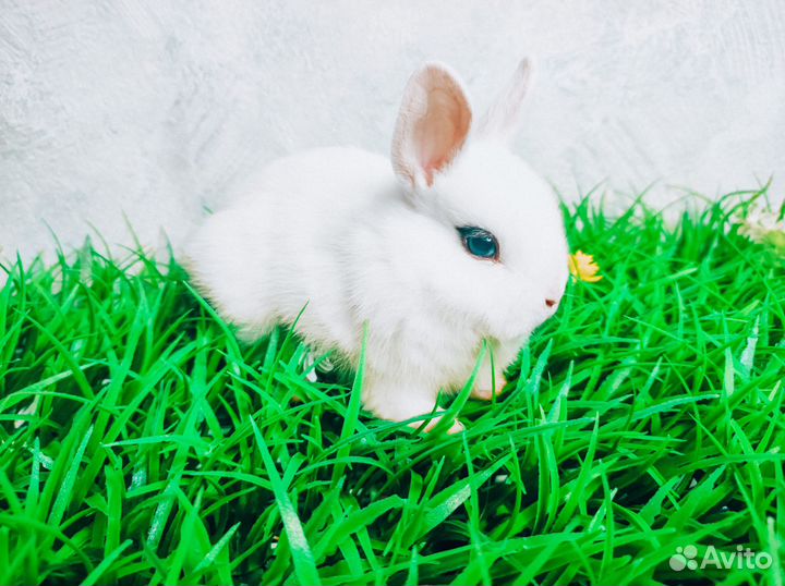 Карликовый кролик - самый маленький