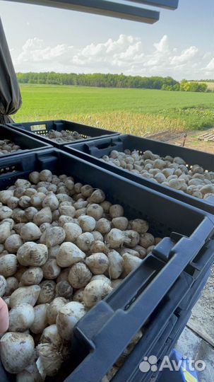 Чеснок коллекционный