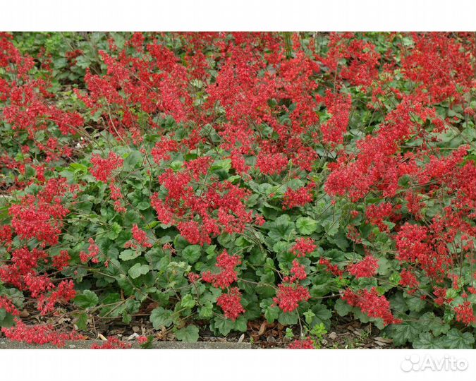 Гейхера трясунковидная Pluie de Feu