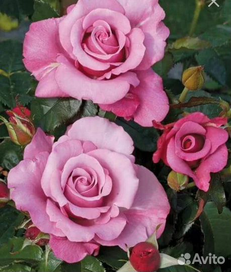 Роза барбара стрейзанд