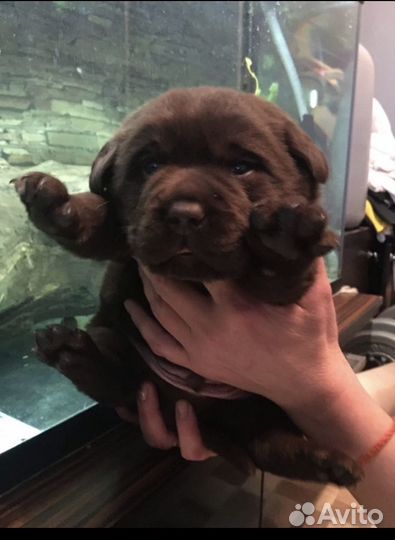 Щенки лабрадора