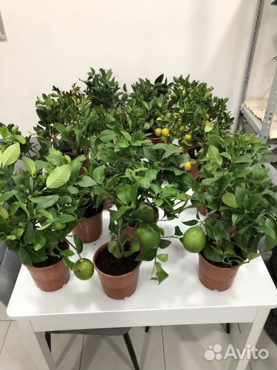 Мандариновое дерево