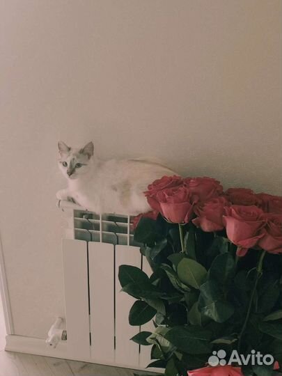 Кошечка Бусинка ищет дом