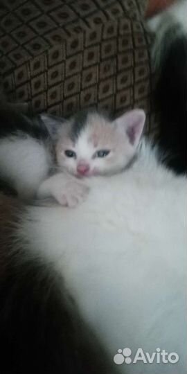 Котята в добрые руки бесплатно