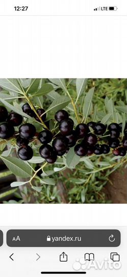 Вишня песчаная