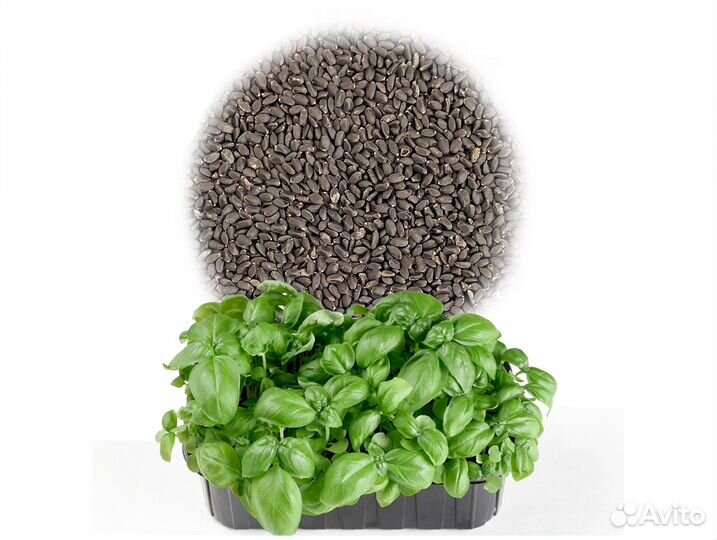 Семена Микрозелень от 50 грамм арт.0018