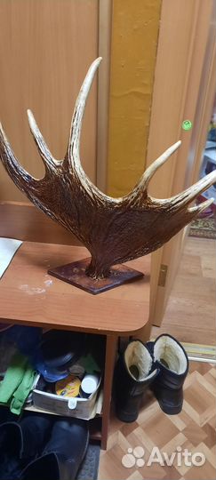 Продам рога лося