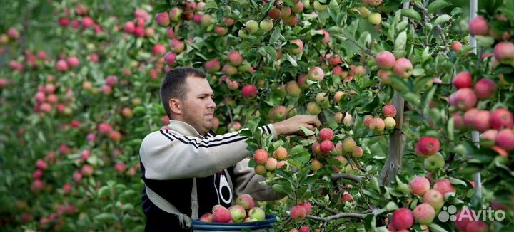Сборщик яблок на сезон