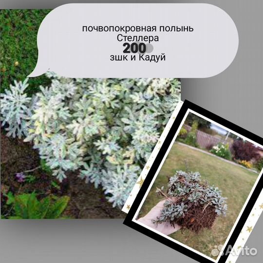 Садовые многолетники и цветы