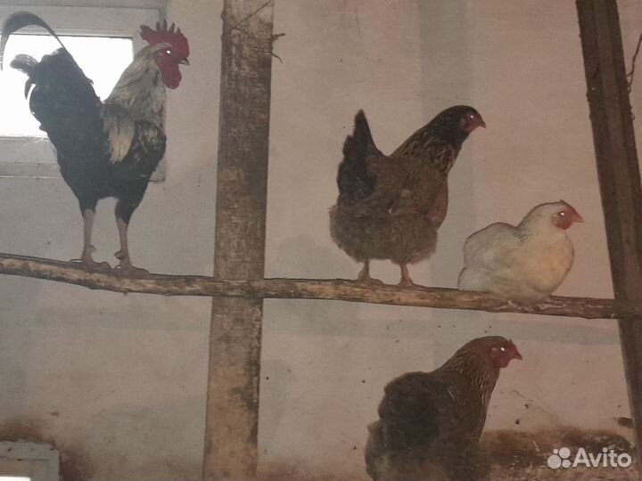 Куры домашние