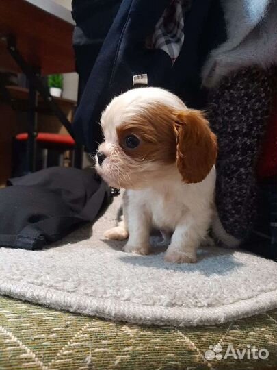 Маленькие спаниельки