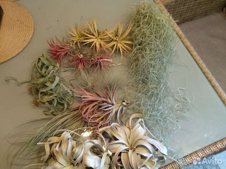 Тилландсия атмосферная