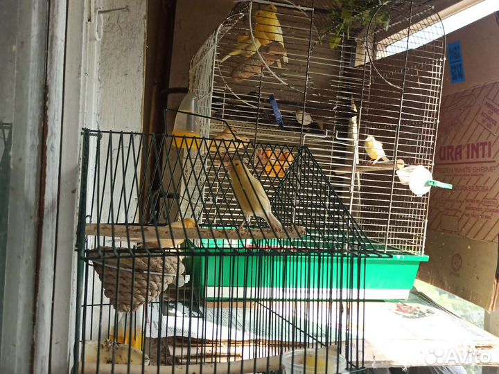 Кенара и канарейки