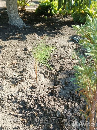 Гортензия, дерен, тамарикс, ромашка, лаванда