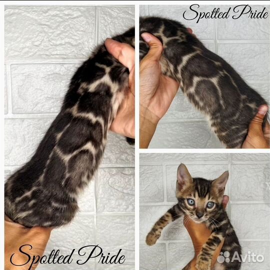 Элитный Бенгальский котенок Мальчик Браун Золото