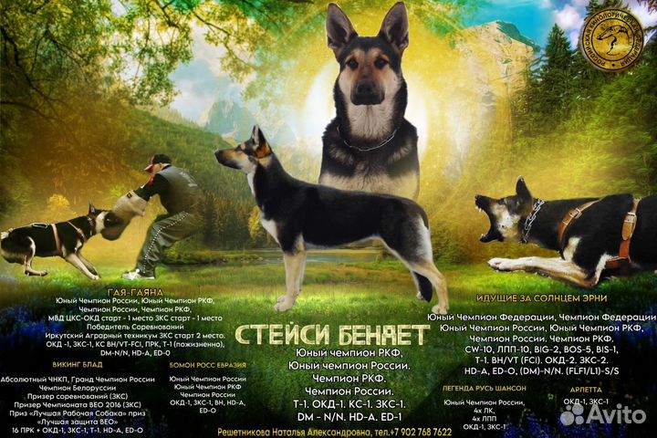 Восточноевропейские щенки