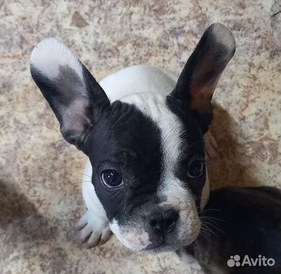 Французики щенки