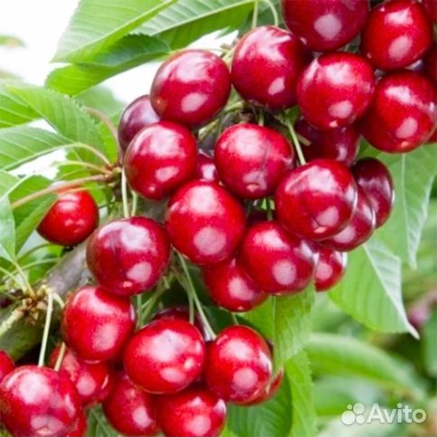 Колоновидная вишня «Малютка»