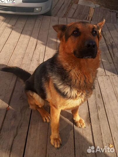 Вязка немецкая овчарка