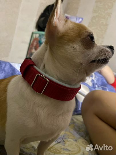 Амуниция для собак ручной работы