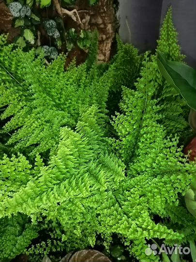 Сингониум, фикус, растения, цветы