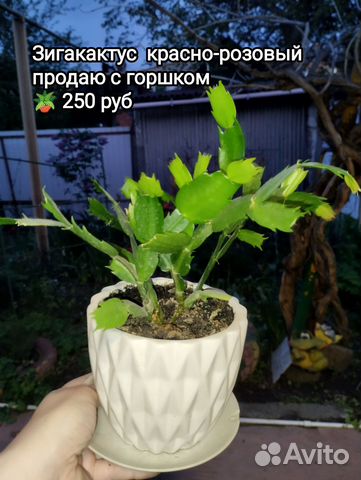 Зигакактус